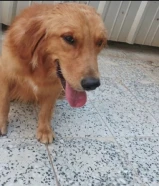 كلبين ذكر و أنثى