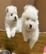 Pomeranian