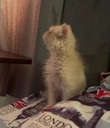 قط العمر شهرين النوع شيرازي القط بحالة ممتازة ولعوب وجميع مستلزماته معاه للبيع فقط