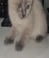 قطط للبيع سكوتج فولد وبرتش صغار و كبار