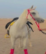 فرس عربيه بلدي