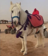 إيجار خيل بوني جميع مناطق الكويت