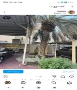اهوازی لصبانت النخیل فی الکویت