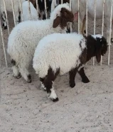 راعي اغنام ماعز الابل حمام طيور6