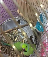 بيع اثنين ببغاء ذكور