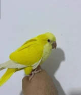 كويكر لاتيني ربوه