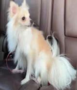 للبيع بومرينان