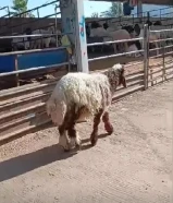 اغنام البراق