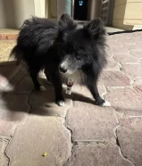 كلب بوميرانيان