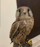 للبيع حميميح مع اغراضه وكر برقع دس فقط و دس الصامل فقط سعر م بتغير