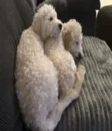 female puppy - كلب بودل