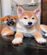 Akita puppies ,3 months ,for sale