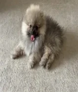 كلب بومرينيان للبيع