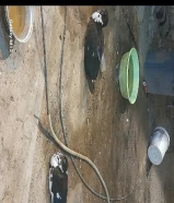 بط مصري ودجاج عربي