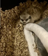 فرخ ميركات تيمون عمره شهر تشربه حليب كل 4 ساعات وتعوده ياكل فاكهة شوي شوي يبلش يتعود على الاكل