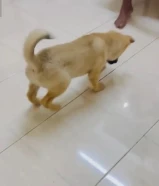 Haskey mixed garmanshapd