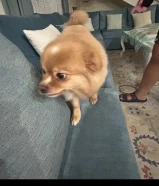 جلب للبيع عمره سنه و 4 شهور