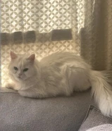 قطة مكس بيضاء للتبني وقط سكوتش مكس لتبني