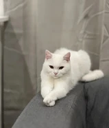 قطة بيضاء التزاوج