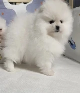 ذكر بومارينين بيور تيكب اصغر حجم العمر شهرين