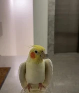 للبيع طير كروان اللون لاتيني