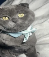 قطو للتبني - cat for adoption