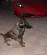 للبيع مالينو بيعه سريعه