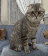 للتبني ذكر سكوتش فيلد