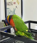 لوري رينبو جامبو