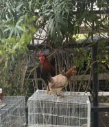 للبيع دجاجة و ديك + 7 من انتاجهم