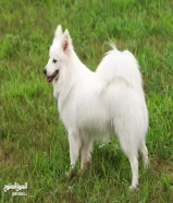 Japanese Spitz for sale