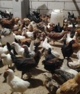 دجاج بياض عربي وفيومي احمر. بيض. صوص اعمار مختلفه