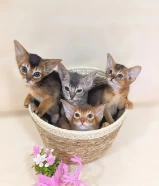 Purebred Abyssinian kittens Available متوفر قطط حبشية أصيلة