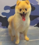 للبيع بومريانين ذكر