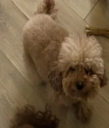 كلب توي بودل انثى بيور