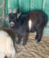 تيس جيكي صحة ممتازة العمر 8شهور