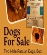 رDogs For Sale – Moltipoo & Chihuahua