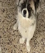 للبيع كلب بورمينان