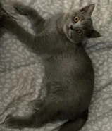 محتاجه ذكر للتزاوج