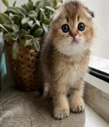 تربل سكوتش فولد قولد شيدد بيور