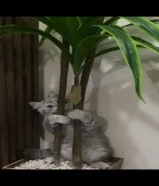 للتبني قط برتش عمره 3 شهور