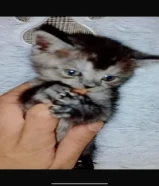 قطاوه شيرازيه للبيع على 50عار شهر وأسبوع اللي له خاطر فيها يبشر فيهم