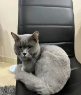 للتبني قط ذكر cat for adoption