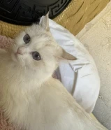 قطة عمرها سنة حنونة جدا طالبة التزاوج