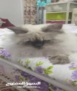 للتبني قط هملايا 7 شهور لعوب