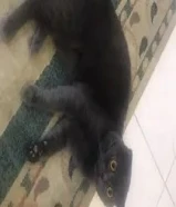 قطط ذكر لتبني