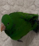 اكلكتوس - اكلاكتوس فوز ميري ذكر نهاية عس مع قفصين واحد كبير و واحد حق تنقل و حضْانه و أكل