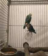 عصافير روز للبيع ربو