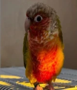 طائر مفقودد بالقصور