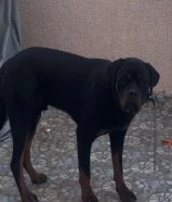 مطلوب كلب للتبني للحراسه